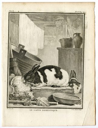 Antique Print-DOMESTIC RABBIT-BUNNY-PL. 51-Moitte-Buffon-1785