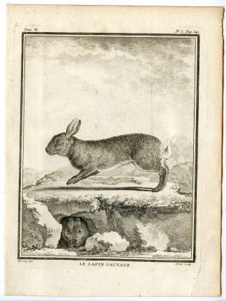 Antique Print-EUROPEAN RABBIT-CONEY-LAPIN-PL. 50-Moitte-Buffon-1785