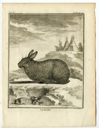 Antique Print-RABBIT-LAPIN RICHE-EXTINCT-PL. 52-le Grand-Buffon-1785