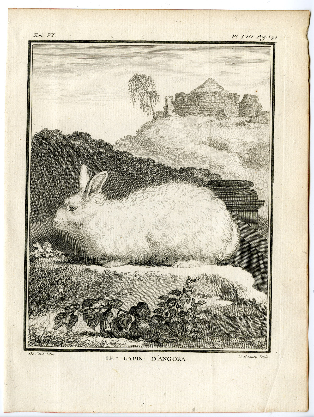 , 5 Antique Prints-ANGORA RABBIT-LAPIN-PL. 53-57-Baquoy-Buffon-1785, Pictura Antique Prints