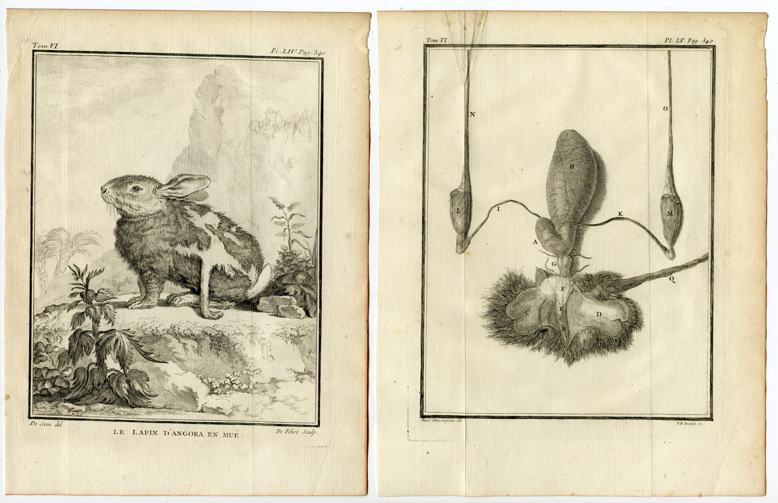 , 5 Antique Prints-ANGORA RABBIT-LAPIN-PL. 53-57-Baquoy-Buffon-1785, Pictura Antique Prints