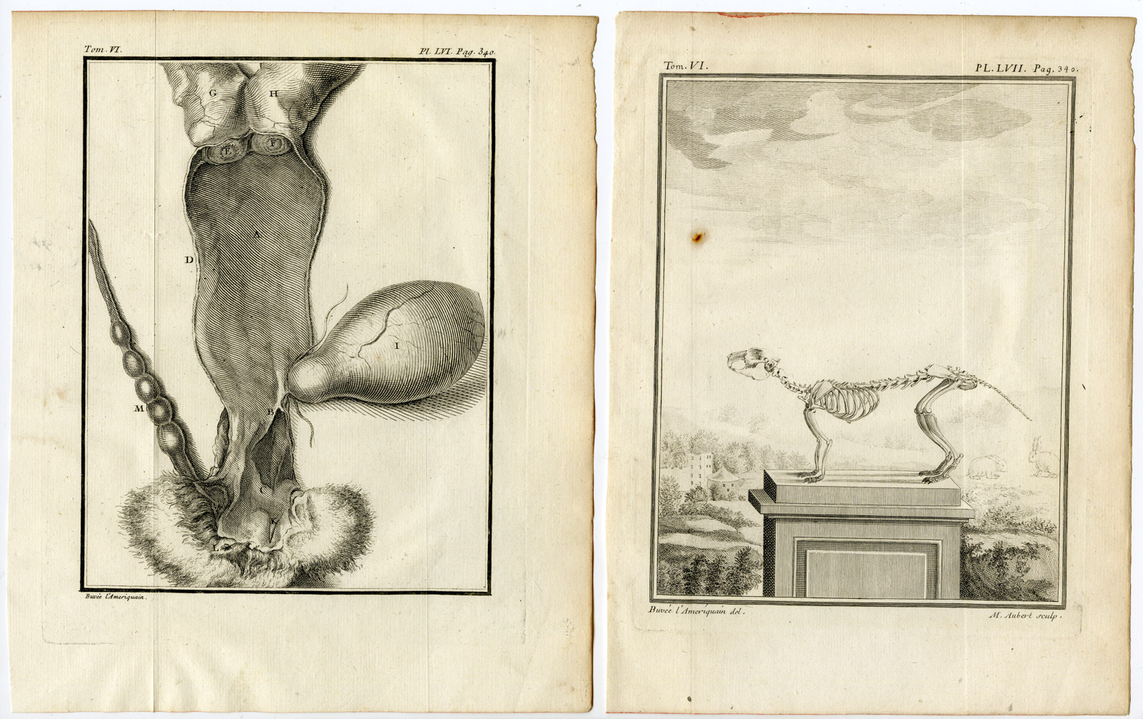 , 5 Antique Prints-ANGORA RABBIT-LAPIN-PL. 53-57-Baquoy-Buffon-1785, Pictura Antique Prints