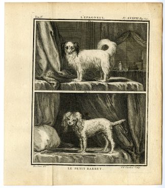Antique Print-DOG BREEDS-PETIT-LITTLE-BARBET-EPAGNEUL-POODLE-PL. 38-Buffon-1755