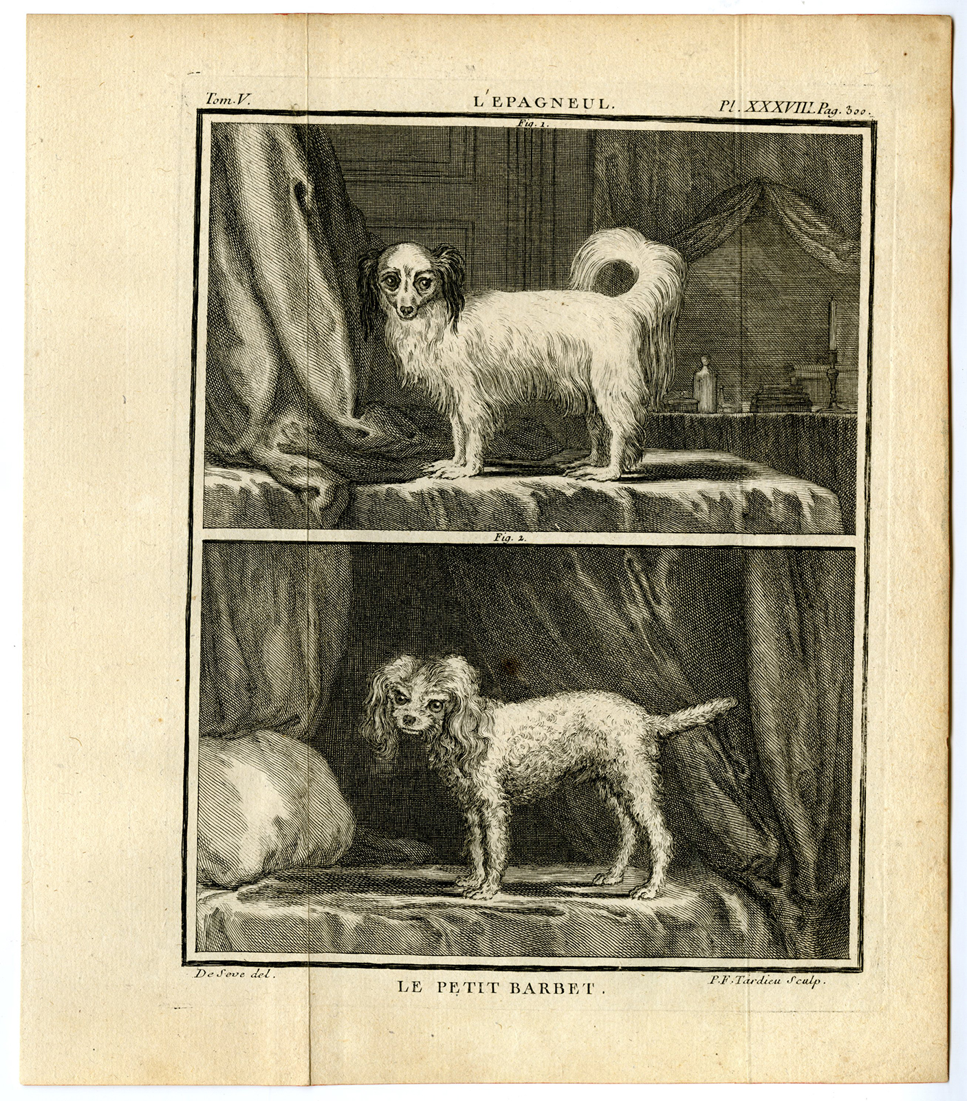 , Antique Print-DOG BREEDS-PETIT-LITTLE-BARBET-EPAGNEUL-POODLE-PL. 38-Buffon-1755, Pictura Antique Prints
