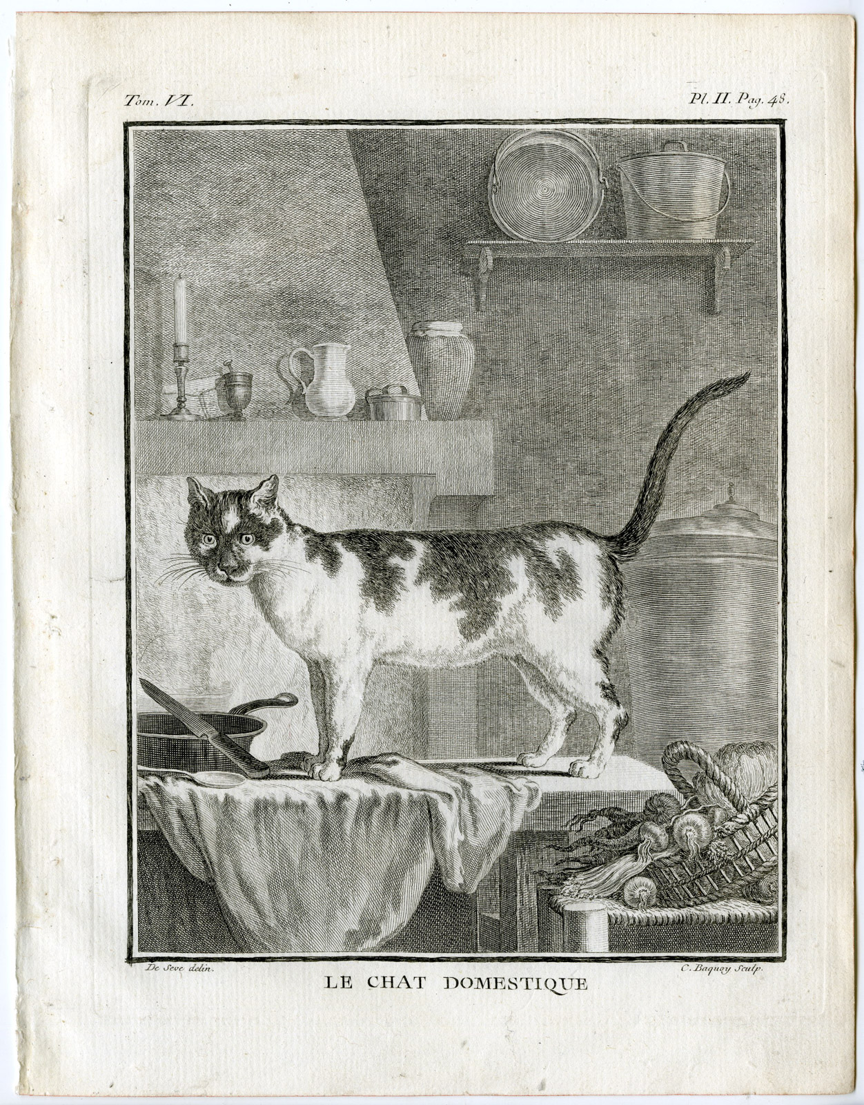 , Antique Print-DOMESTIC CAT-HOUSE-FELIS CATUS-PL. 2-Buffon-Baquoy-1756, Pictura Antique Prints