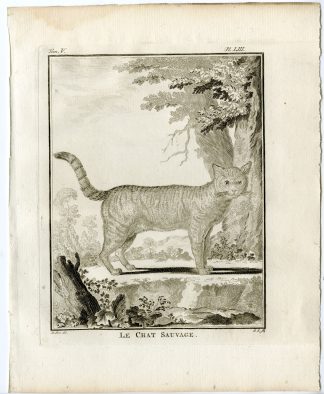 Antique Print-EUROPEAN WILDCAT-FELIS SILVESTRIS-PL. 53-Buffon-1756