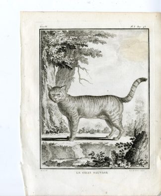 Antique Print-EUROPEAN WILDCAT-FELIS SILVESTRIS-PL. 1-Buffon-le Grand-1756