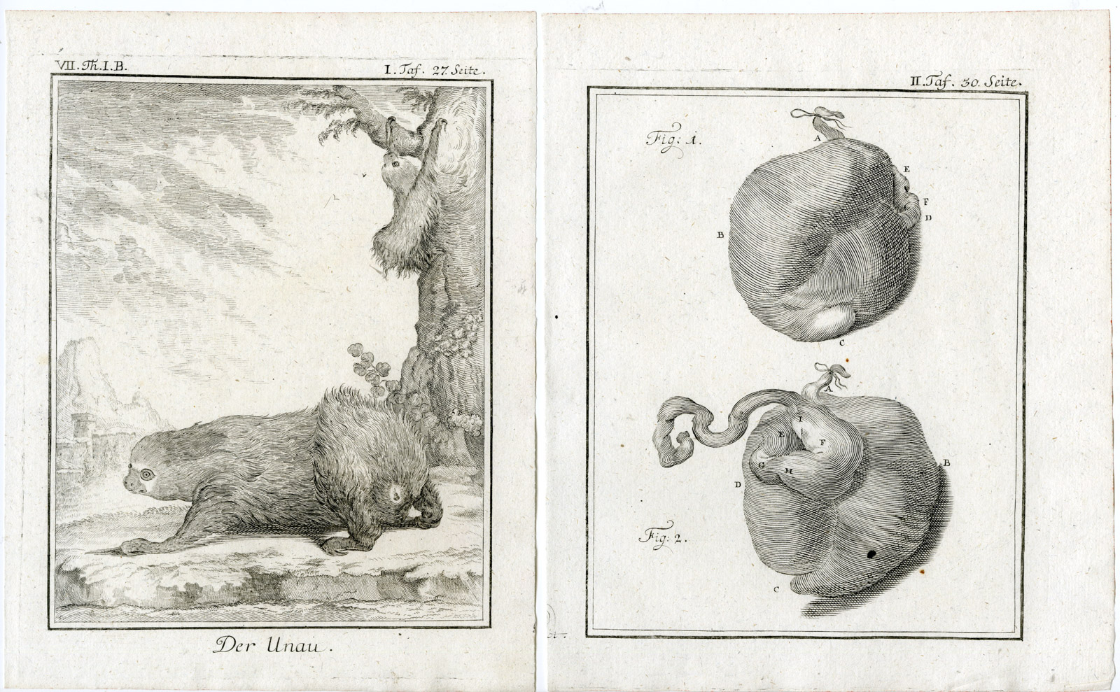 , 7 Antique Prints-LINNAEUS`S TWO TOED SLOTH-UNAU-AI-PL. 1-7-Buffon-1769, Pictura Antique Prints