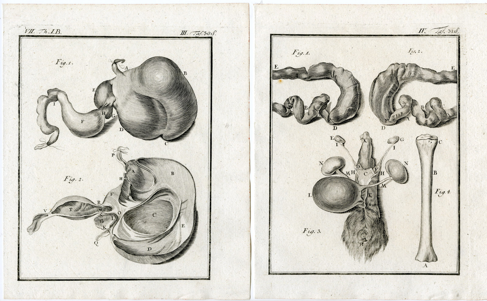 , 7 Antique Prints-LINNAEUS`S TWO TOED SLOTH-UNAU-AI-PL. 1-7-Buffon-1769, Pictura Antique Prints