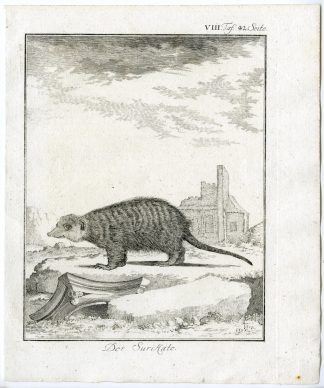 Antique Print-MEERKAT-SURICATA SURICATTA-SURICATE-PL. 42-Buffon-1769