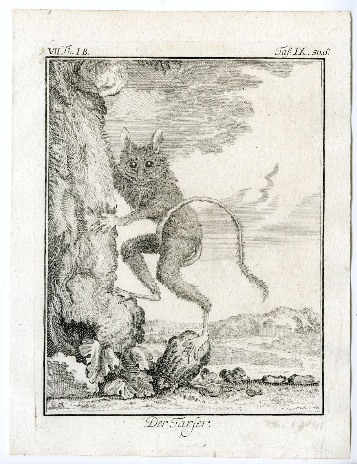 Pco 19836 416x540 Antique Print-TARSIER-TARSER-PRIMATE-PL. 9-Buffon-1769
