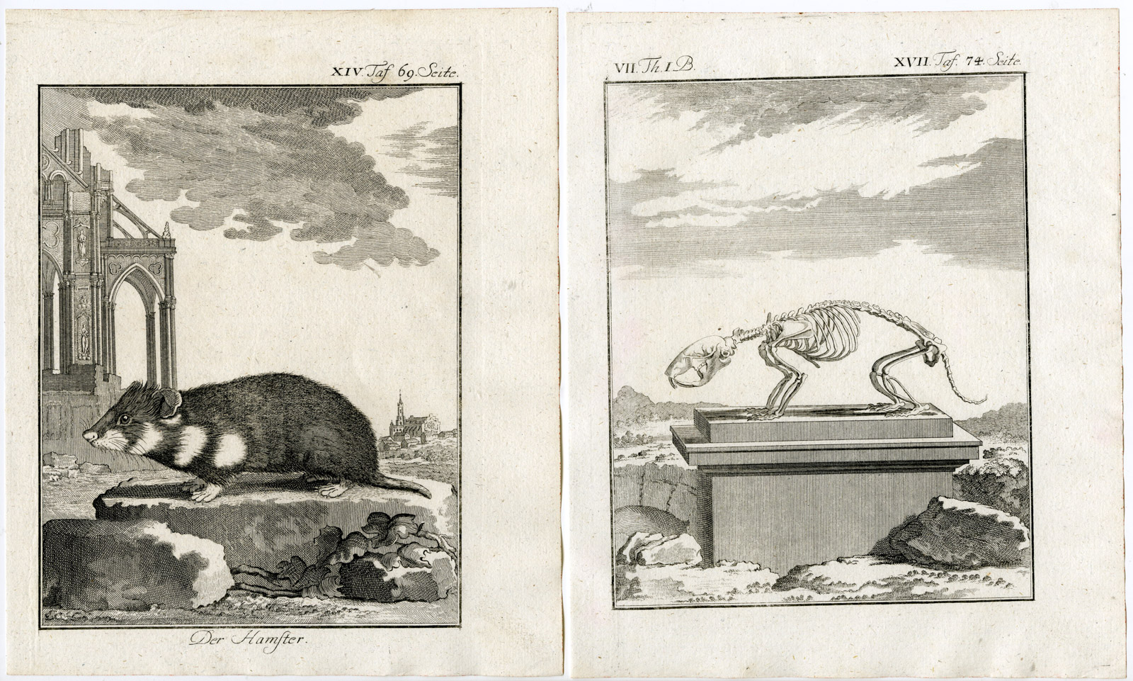 , 4 Antique Prints-EUROPEAN HAMSTER-CRICETUS-ANATOMY-PL. 14-17-Buffon-1769, Pictura Antique Prints