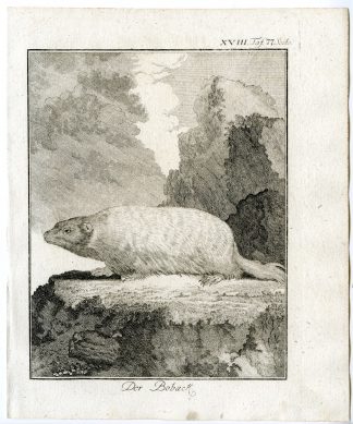Antique Print-BOBAK MARMOT-STEPPE-MARMOTA-PL. 18-Buffon-1769