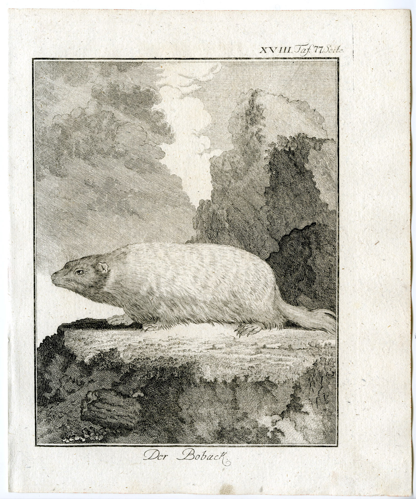 , Antique Print-BOBAK MARMOT-STEPPE-MARMOTA-PL. 18-Buffon-1769, Pictura Antique Prints