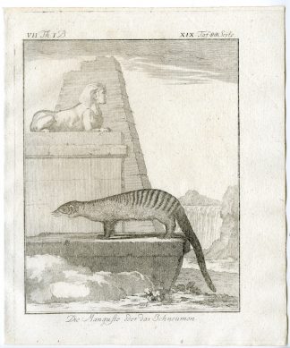 Antique Print-MONGOOSE-MANGUSTE-ICHNEUMON-PL. 19-Buffon-1769