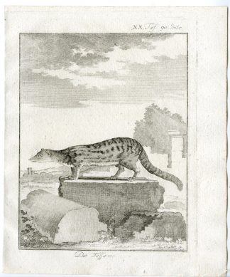 Antique Print-FOSSA-CRYPTOPROCTA FEROX-PL. 20-Buffon-1769