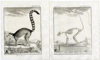 4 Antique Prints-RING TAILED LEMUR-CATTA-MAKI-PL. 22-25-Buffon-1769