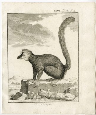 Antique Print-MONGOOSE LEMUR-EULEMUR MONGOZ-PL. 26-Buffon-1769