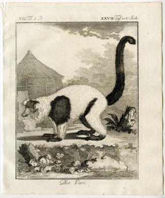 4 Antique Prints-BLACK AND WHITE RUFFED LEMUR-VARI-PL. 27-29-Buffon-1769
