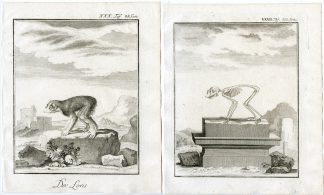 3 Antique Prints-LORIS-ANATOMY-PL. 30-32-Buffon-1769