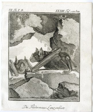 Antique Print-HORSESHOE BAT-FLEDERMAUS LANZENBLATT-PL. 33-Buffon-1769