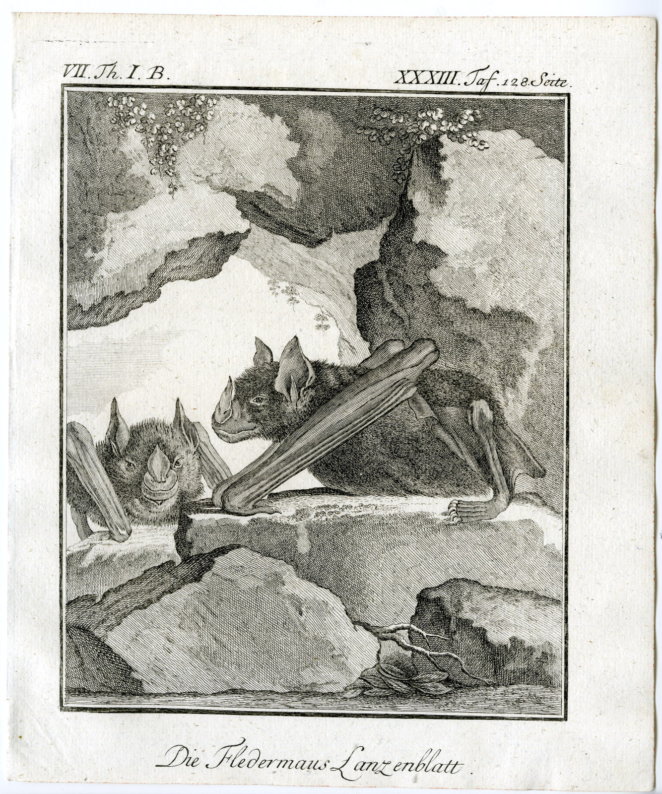 , Antique Print-HORSESHOE BAT-FLEDERMAUS LANZENBLATT-PL. 33-Buffon-1769, Pictura Antique Prints