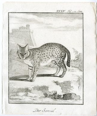 Antique Print-LEPTAILURUS SERVAL-PL. 34-Buffon-1769
