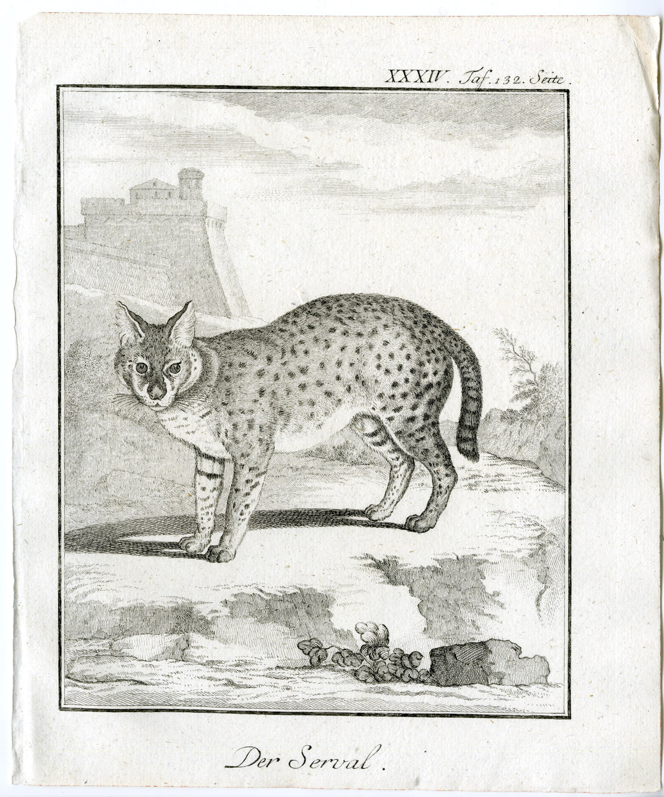 , Antique Print-LEPTAILURUS SERVAL-PL. 34-Buffon-1769, Pictura Antique Prints