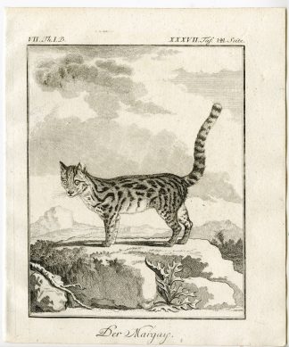Antique Print-MARGAY-LEOPARDUS WIEDII-PL. 37-Buffon-1769