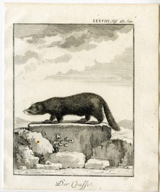 Antique Print-COASE-WEASEL-LIKE MAMMAL-PL. 38-Buffon-1769