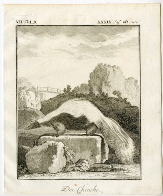 Antique Print-STRIPED SKUNK-MEPHITIS-CHINCHE-PL. 39-Buffon-1769