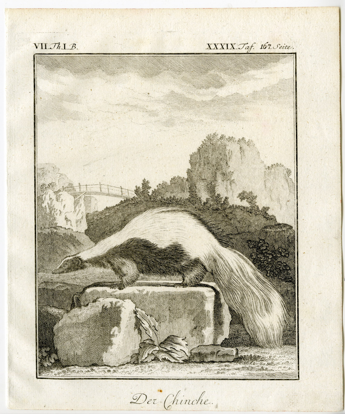 , Antique Print-STRIPED SKUNK-MEPHITIS-CHINCHE-PL. 39-Buffon-1769, Pictura Antique Prints