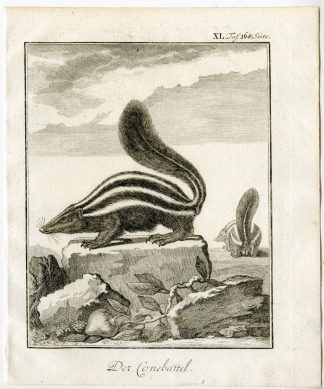 Antique Print-HOG NOSED SKUNK-CONEPATE-CONEBATTEL-PL. 40-Buffon-1769