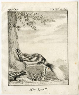 Antique Print-STRIPED POLECAT-ICTONYX STRIATUS-ZORILLE-PL. 41-Buffon-1769
