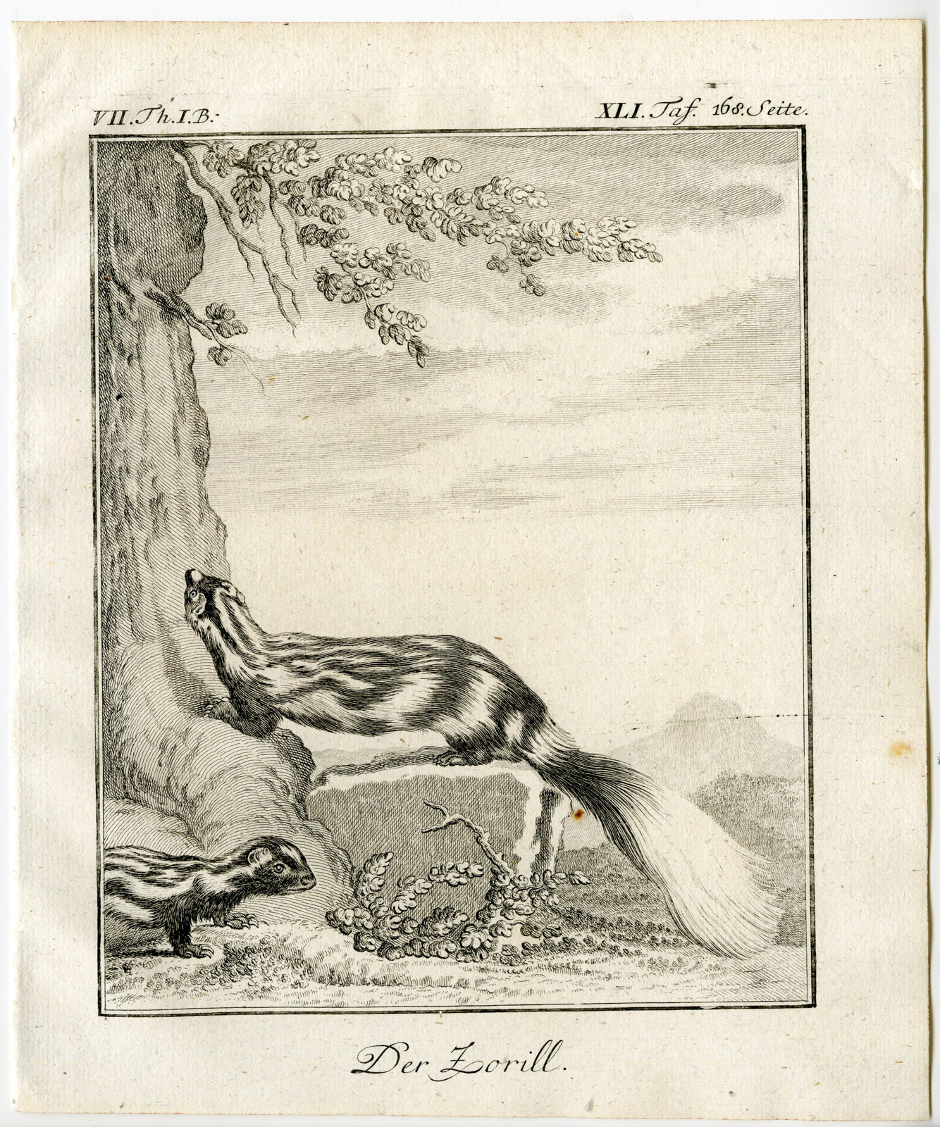 , Antique Print-STRIPED POLECAT-ICTONYX STRIATUS-ZORILLE-PL. 41-Buffon-1769, Pictura Antique Prints