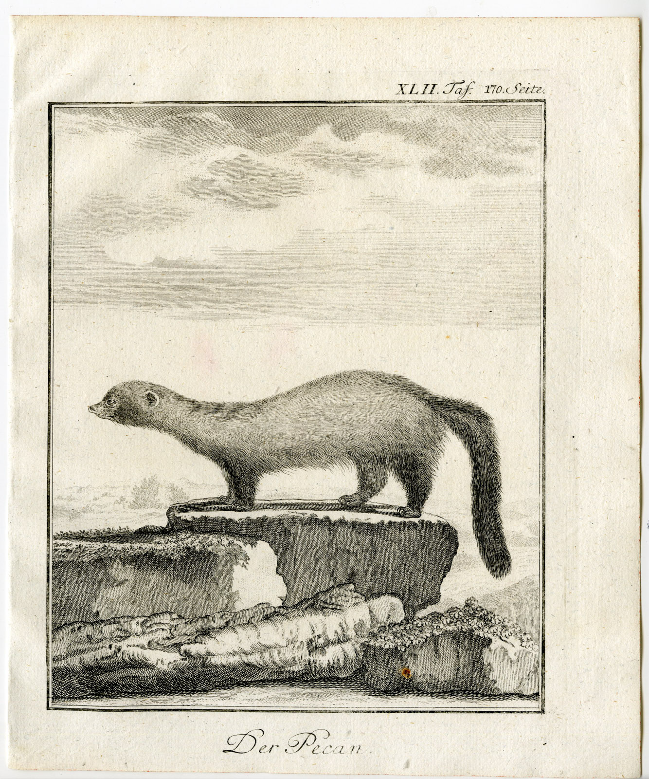 , Antique Print-FISHER-PEKANIA PENNANTI-PECAN-PL. 42-Buffon-1769, Pictura Antique Prints