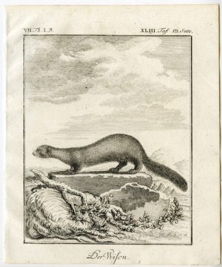 Antique Print-MUSTELID-WISON-PL. 43-Buffon-1769