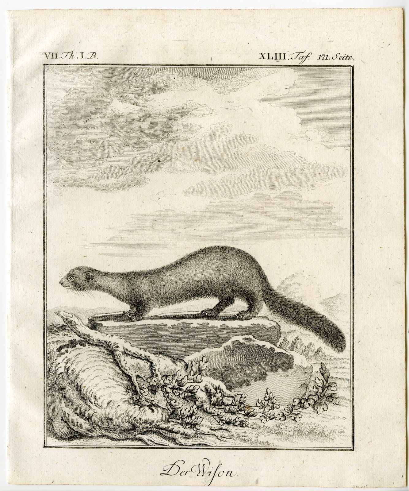 , Antique Print-MUSTELID-WISON-PL. 43-Buffon-1769, Pictura Antique Prints