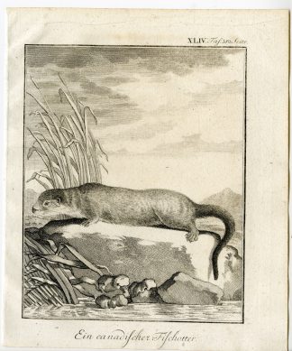 Antique Print-NORTH AMERICAN RIVER OTTER-COMMON-PL. 44-Buffon-1769