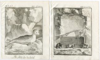 9 Antique Prints-HARBOUR SEAL-PHOCA VITULINA-ANATOMY-PL. 45-53-Buffon-1769