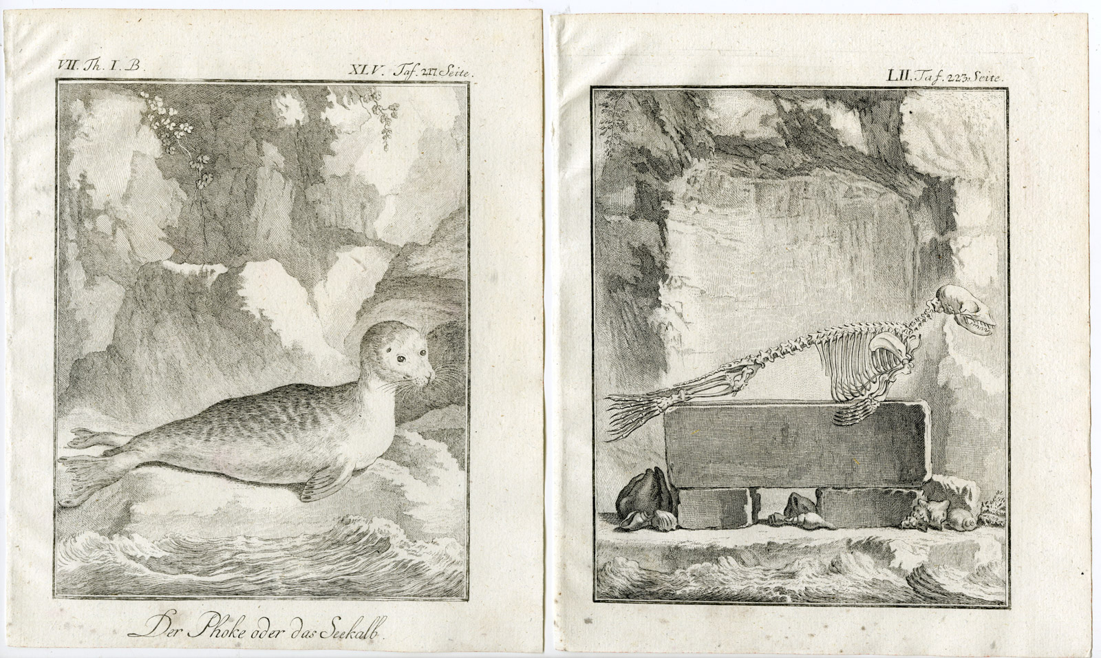 , 9 Antique Prints-HARBOUR SEAL-PHOCA VITULINA-ANATOMY-PL. 45-53-Buffon-1769, Pictura Antique Prints