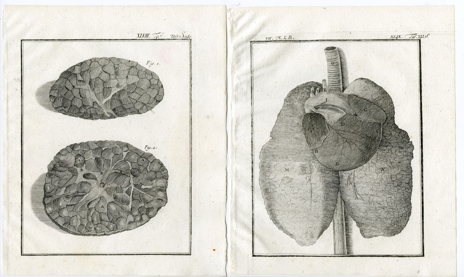 , 9 Antique Prints-HARBOUR SEAL-PHOCA VITULINA-ANATOMY-PL. 45-53-Buffon-1769, Pictura Antique Prints