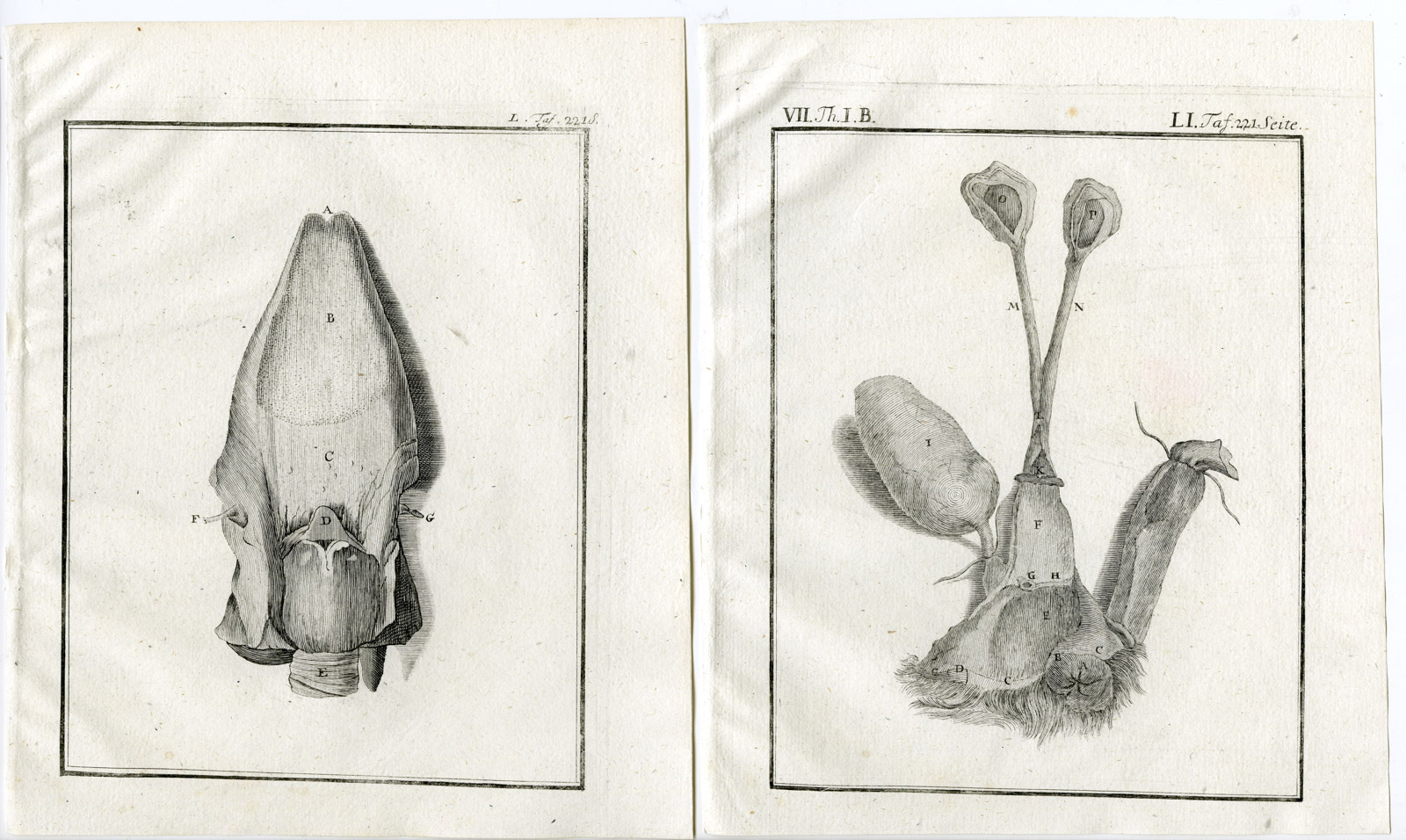 , 9 Antique Prints-HARBOUR SEAL-PHOCA VITULINA-ANATOMY-PL. 45-53-Buffon-1769, Pictura Antique Prints