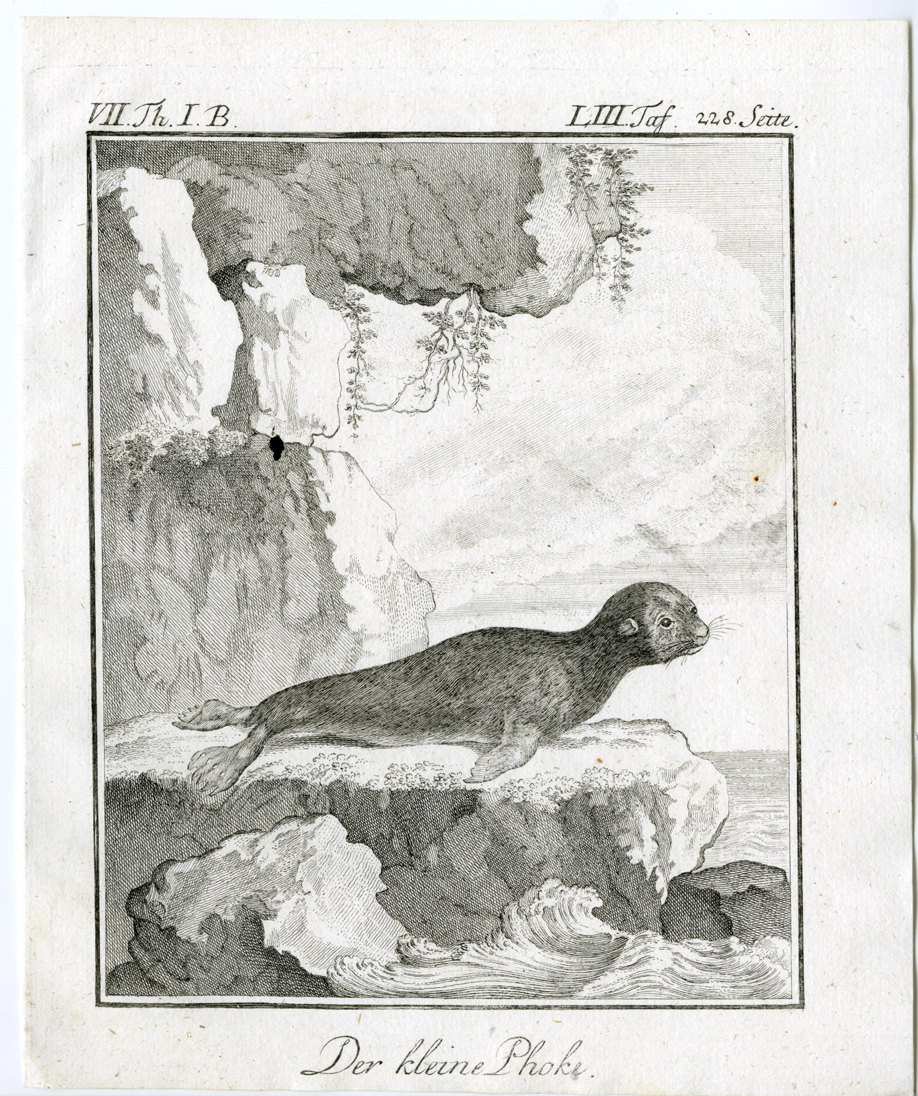 , 9 Antique Prints-HARBOUR SEAL-PHOCA VITULINA-ANATOMY-PL. 45-53-Buffon-1769, Pictura Antique Prints