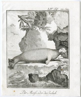 3 Antique Prints-SIRENIA-SEA COW-MORSE-PL. 54-56-Buffon-1769