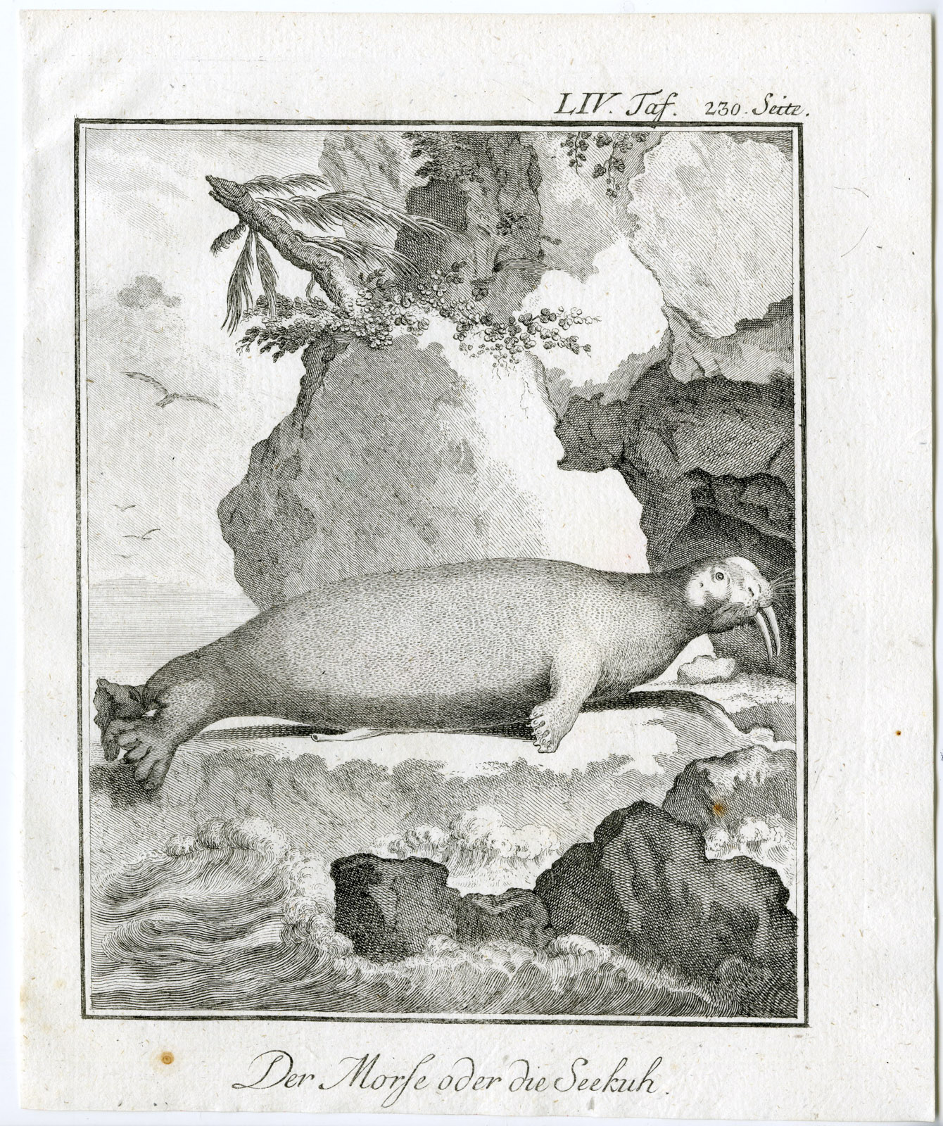 , 3 Antique Prints-SIRENIA-SEA COW-MORSE-PL. 54-56-Buffon-1769, Pictura Antique Prints