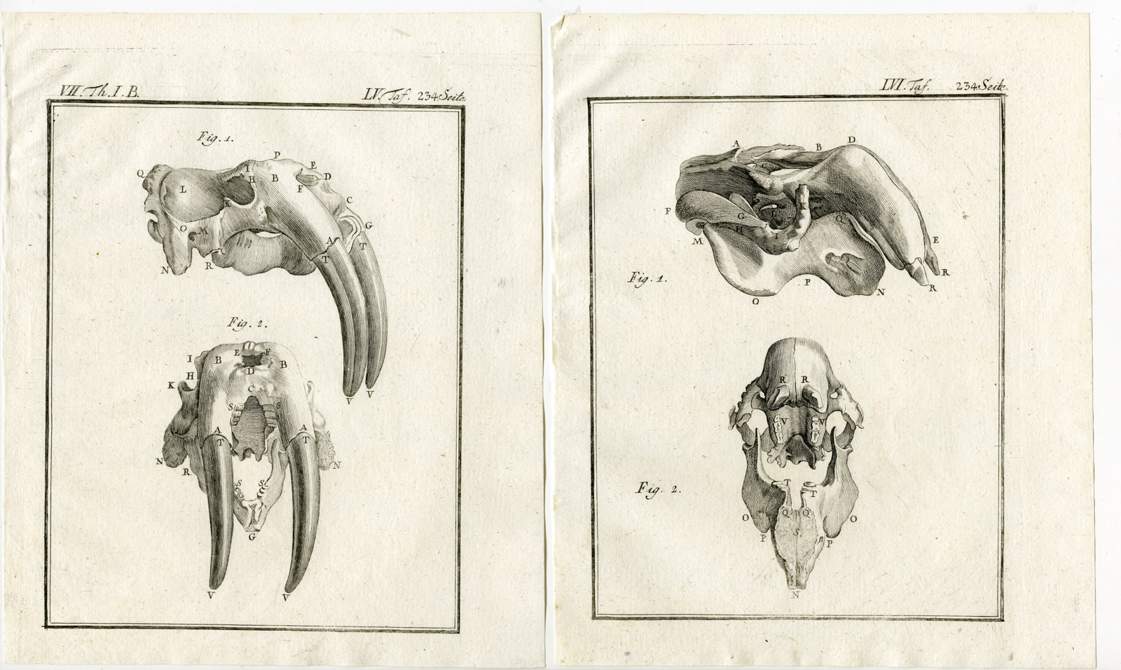 , 3 Antique Prints-SIRENIA-SEA COW-MORSE-PL. 54-56-Buffon-1769, Pictura Antique Prints