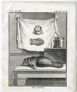 3 Antique Prints-MANATEE-MANETI-SEA COW-PL. 57-59-Buffon-1769