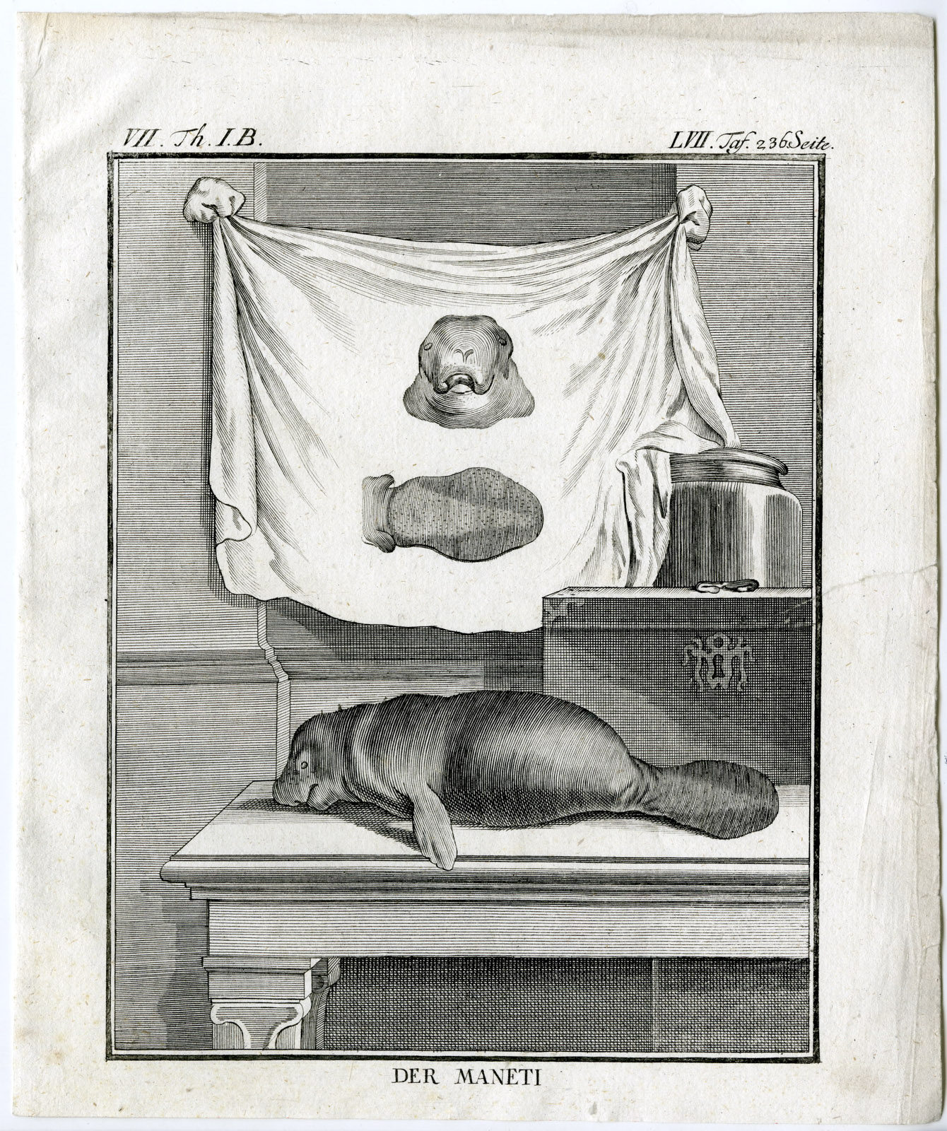 , 3 Antique Prints-MANATEE-MANETI-SEA COW-PL. 57-59-Buffon-1769, Pictura Antique Prints