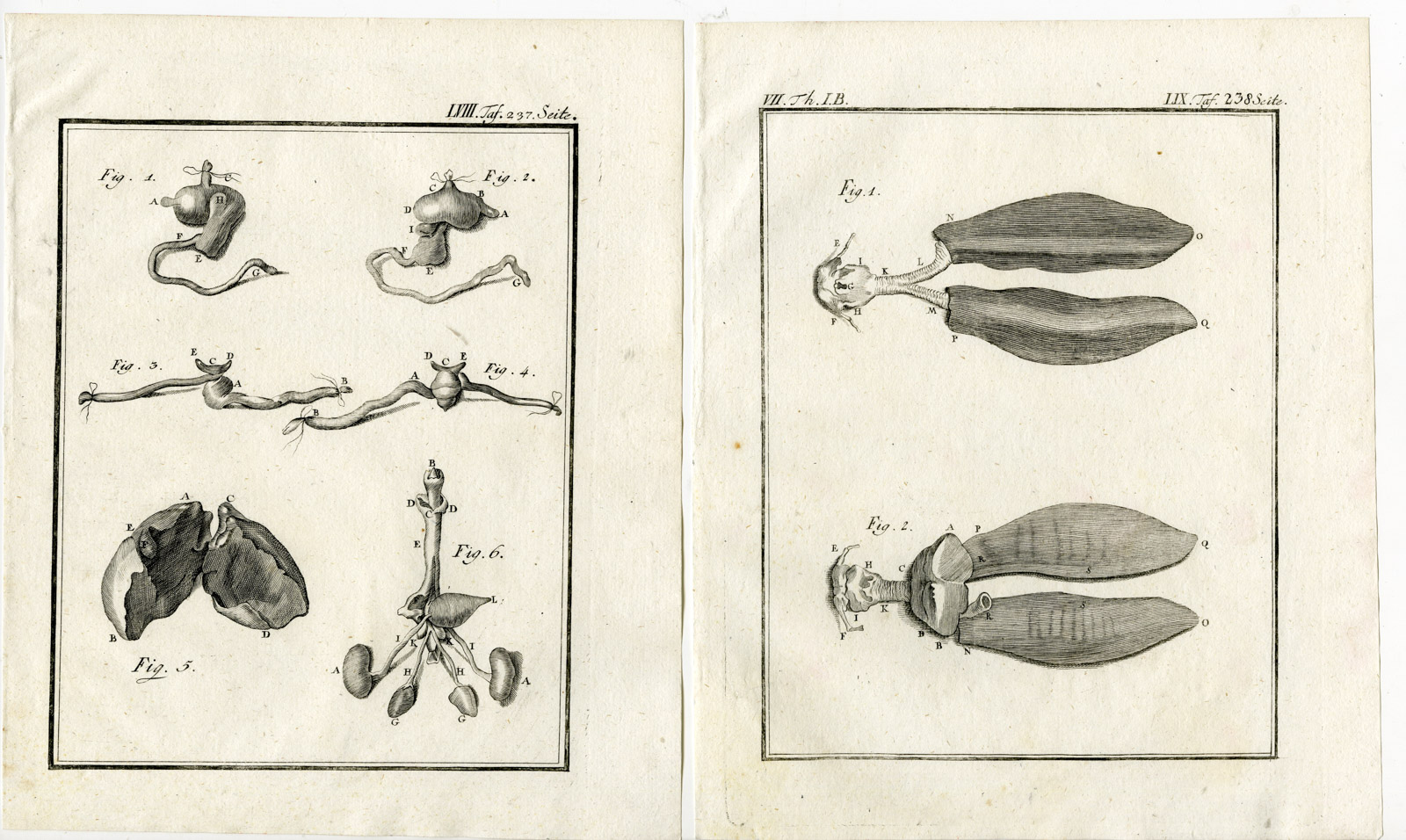 , 3 Antique Prints-MANATEE-MANETI-SEA COW-PL. 57-59-Buffon-1769, Pictura Antique Prints